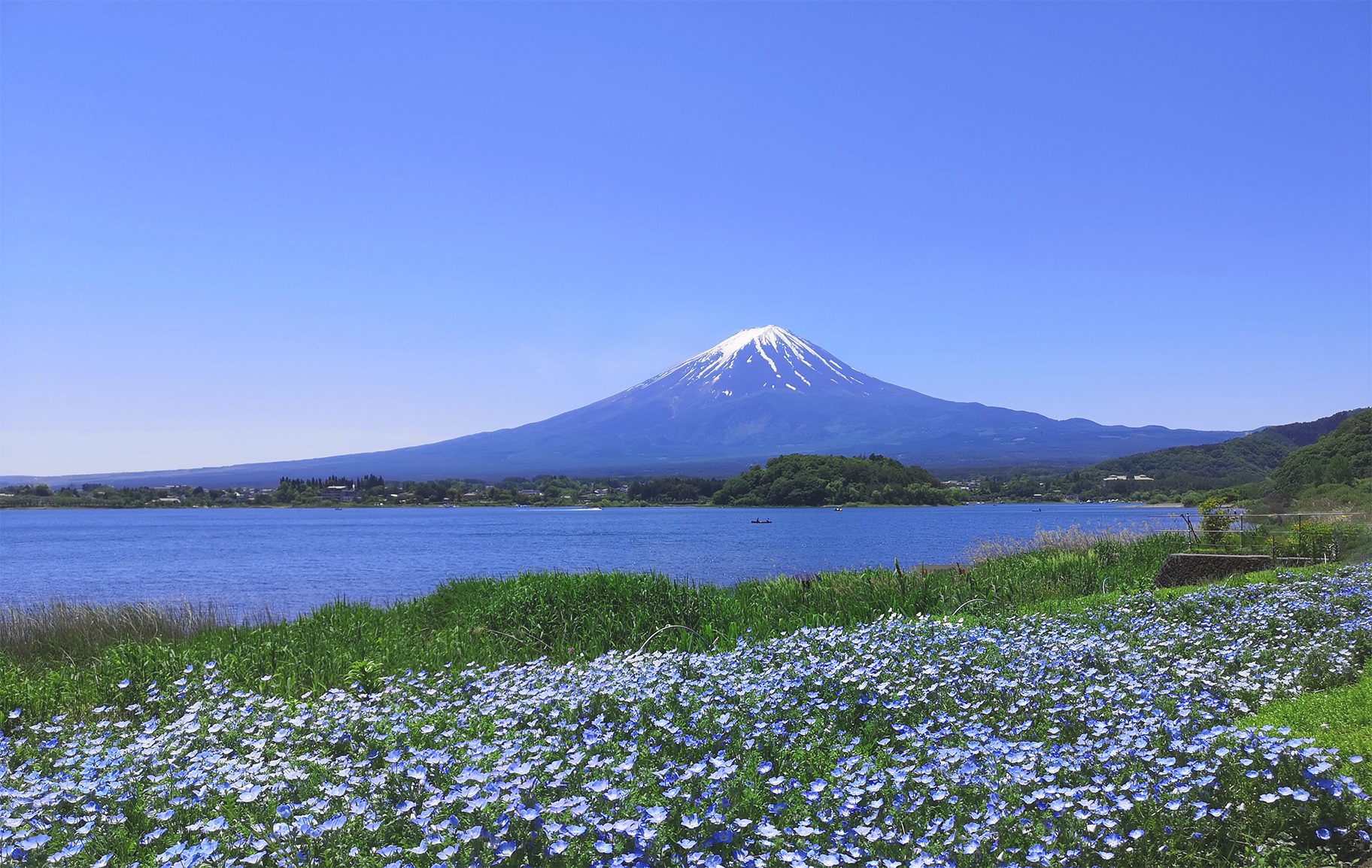 富士山と河口湖（撮影地：大石公園）